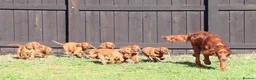 Irish Setter dogs for sale: Adorable lovable irish Setter puppies  - Advert 13