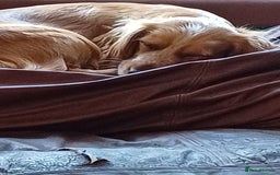 Sprocker dogs for sale: Two Beautiful Sprocker puppies - Image 3