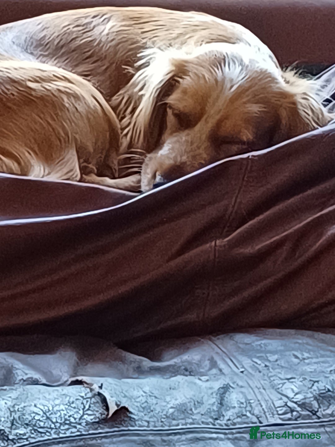 Sprocker dogs for sale: Two Beautiful Sprocker puppies - Image 3
