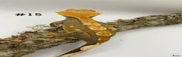 Gecko reptiles for sale: Adult + Juvenile Crested Geckos inc. Lilly Whites - Advert 30