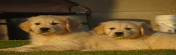 Golden Retriever dogs for sale: Golden Retriever Puppies in Armagh - Advert 18