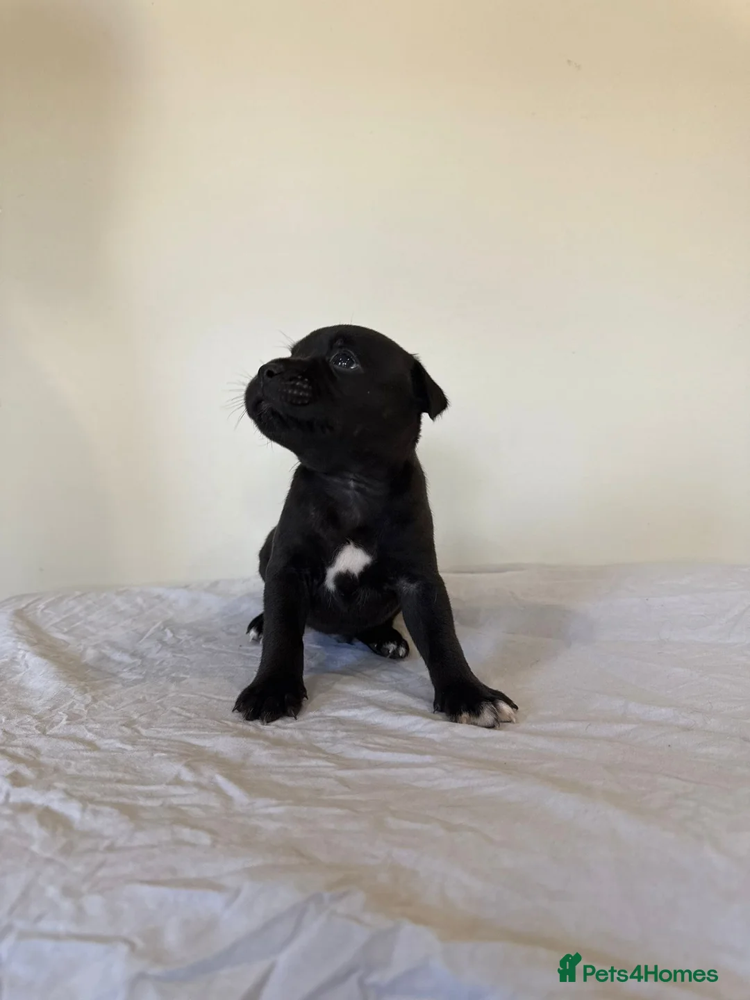 Staffordshire Bull Terrier dogs for sale: Stunning litter of black kc staffordshire bull's   - Advert 6