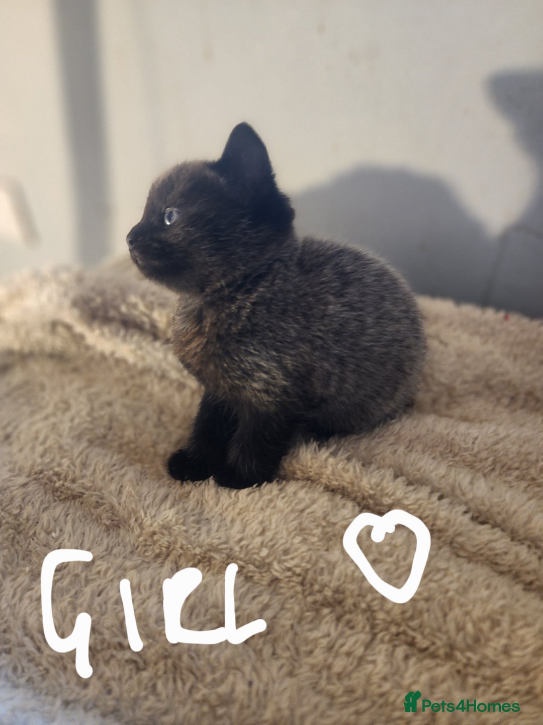 British Shorthair cats for sale: 5 beautiful british shorthair kittens - Image 31