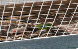 Finches birds for sale: Young Zebra finches for sale in East London E12 - Image 4