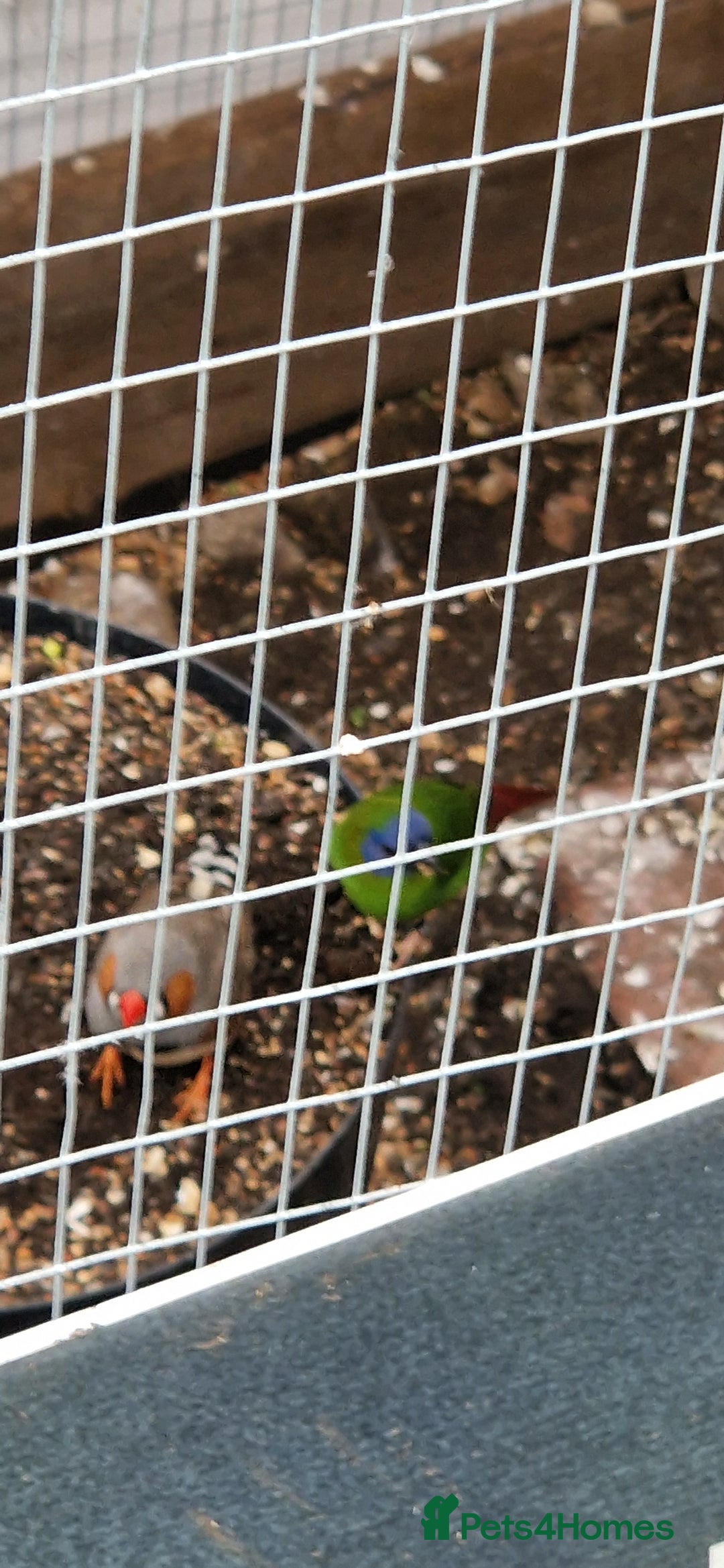 Finches birds for sale: Young Zebra finches for sale in East London E12 - Image 4