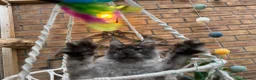 Maine Coon cats for sale: Exceptional pedigree MaineCoons - Phantom & Sprite - Advert 34