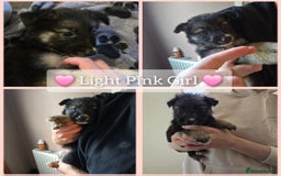 Mixed Breed dogs for sale: German Shepherd X Puppies - Image 16