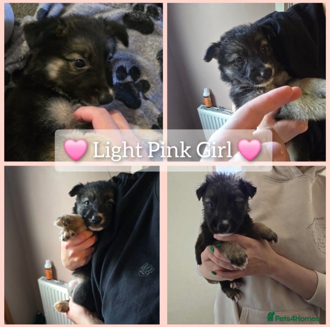 Mixed Breed dogs for sale: German Shepherd X Puppies - Image 16
