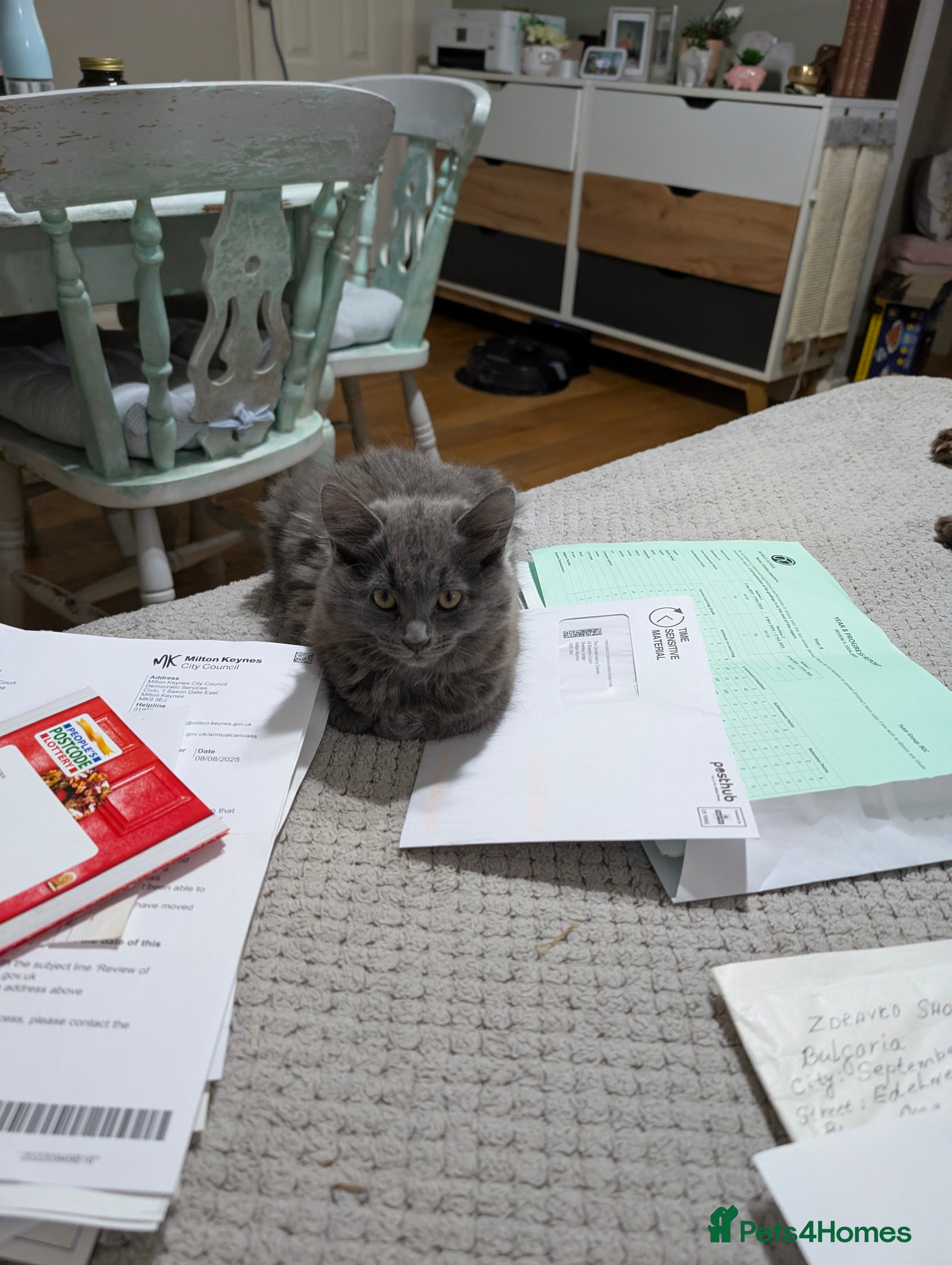 Mixed Breed cats Beautiful grey kittens. - Advert 2