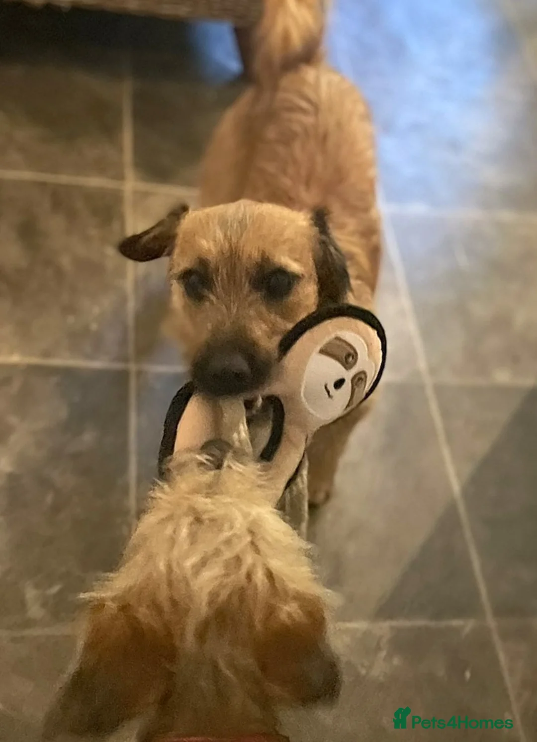 Jack Russell dogs for stud: Jack Russell for stud - Advert 9