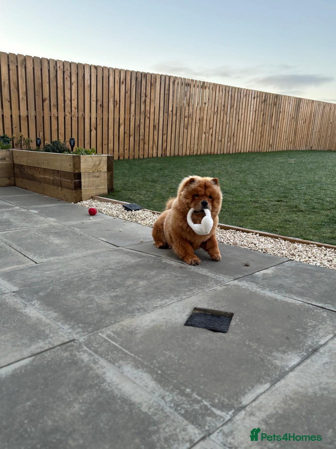 Chow Chow dogs for sale: Chow Chow  - Advert 2