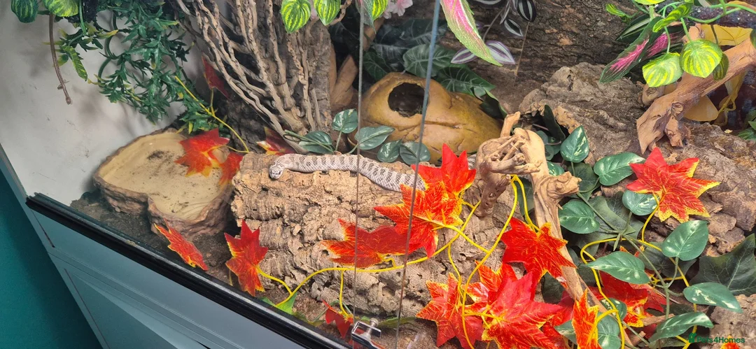 Snake reptiles for sale: 2yr old male hognose  - Advert 4