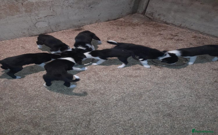 Border Collie dogs - Advert 4