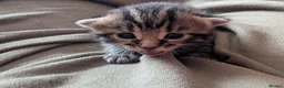Mixed Breed cats for sale: Gorgeous Kittens - Advert 6