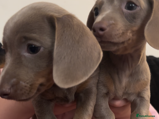 Miniature Dachshund dogs 🐾 2 female kc Isabella-tan mini dachshund pups 🐾 - Advert 2