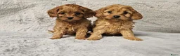 Cavapoo dogs for sale: Health tested cavapoo puppies - Advert 2