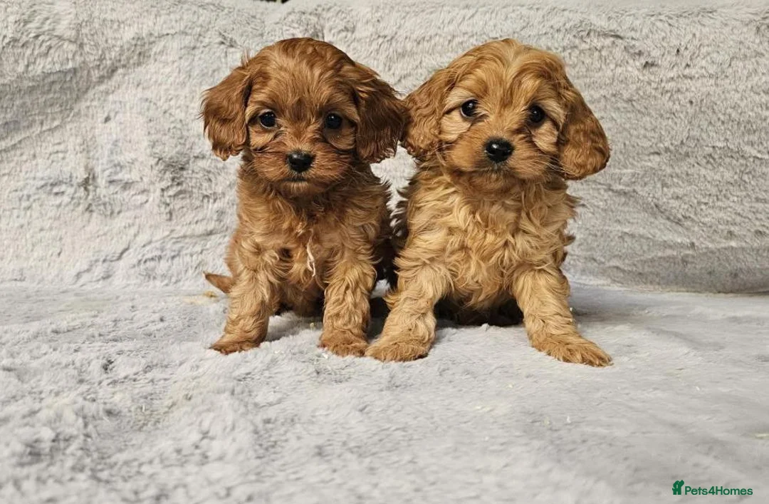 Cavapoo dogs for sale: Health tested cavapoo puppies - Advert 2