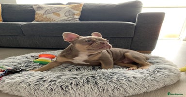 French Bulldog dogs - Advert 8