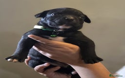 Mixed Breed dogs for sale: Labrastaff puppies for sale - Image 7