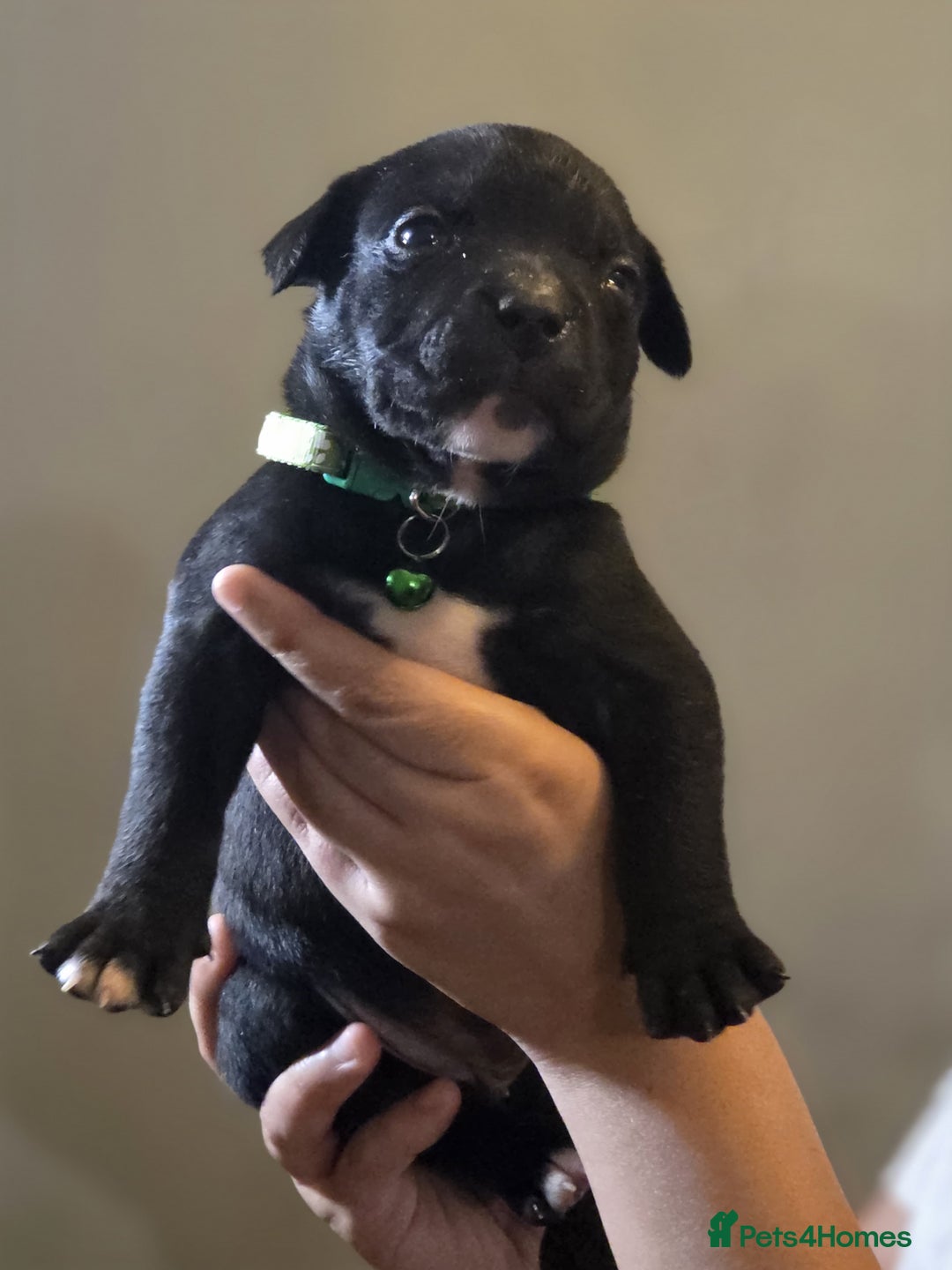 Mixed Breed dogs for sale: Labrastaff puppies for sale - Image 7