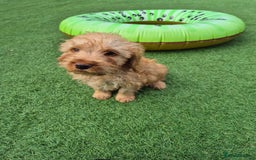 Cockapoo dogs for sale: F1 type cockepoos  - Image 1