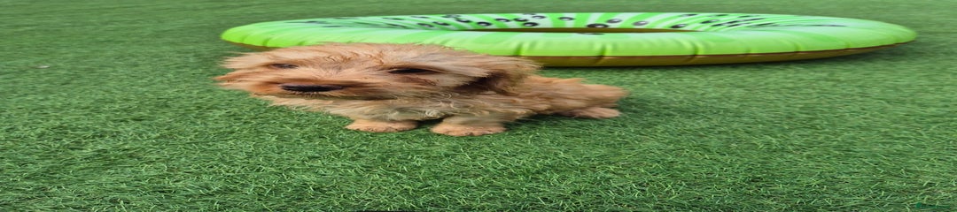 Cockapoo Puppy 1