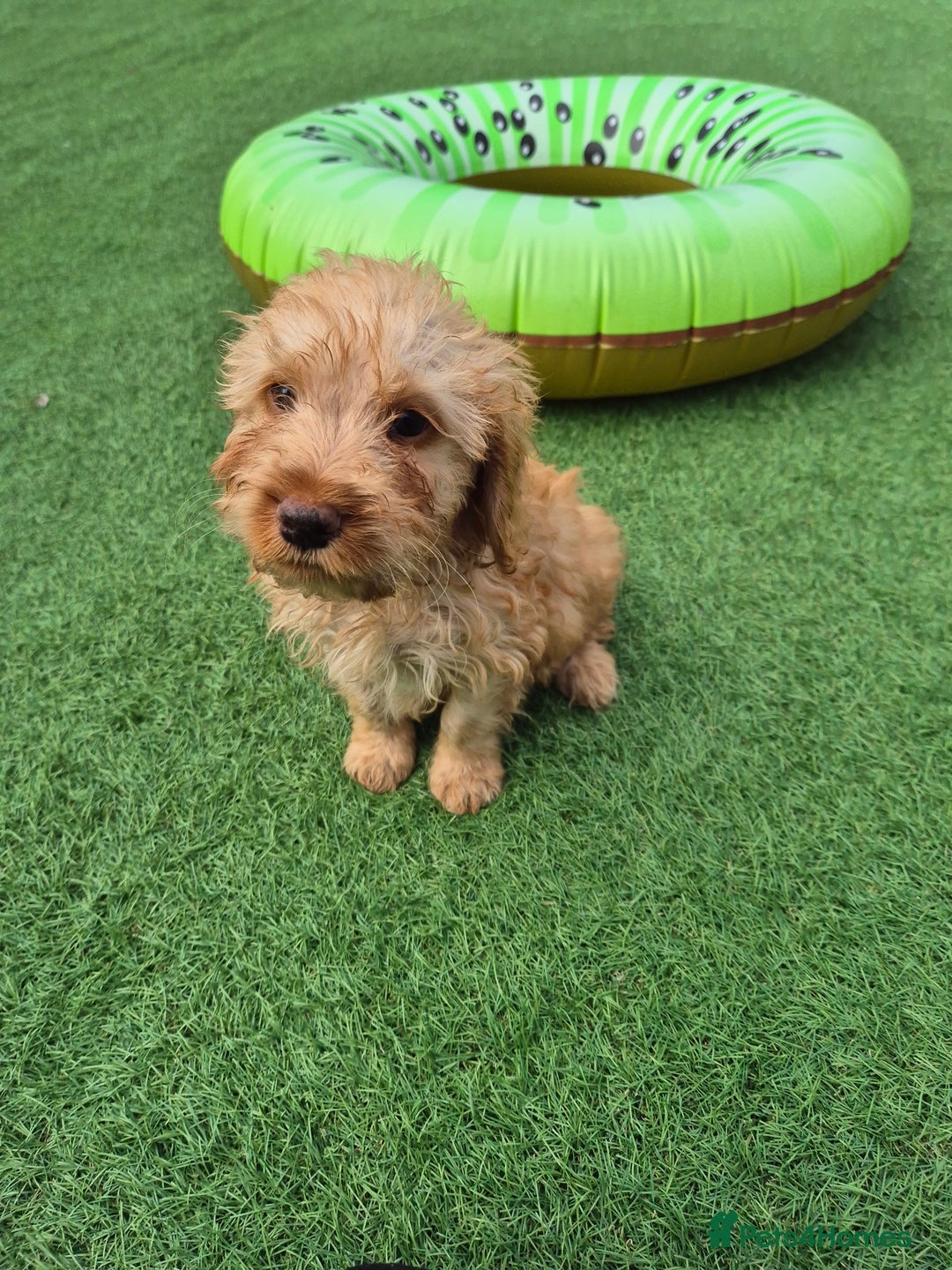 Cockapoo dogs for sale: F1 type cockepoos  - Image 1