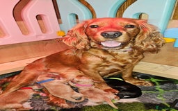 Cocker Spaniel dogs for sale: Beautiful cocker spaniel  - Image 1