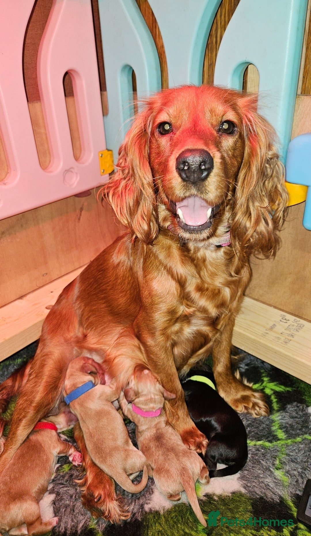 Cocker Spaniel dogs for sale: Beautiful cocker spaniel  - Image 1