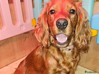 Cocker Spaniel dogs - Advert 32