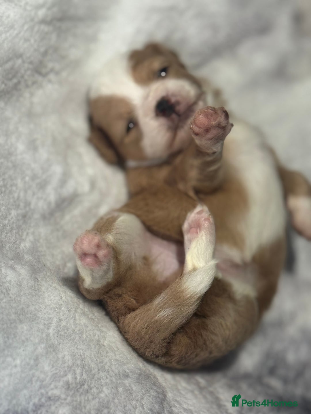 Chipoo dogs for sale: READY TO LEAVE THIS WEEK! Chipoo puppies - Advert 30