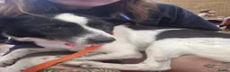 Mixed Breed dogs for adoption: Lola - Norwich Norfolk  in Norwich - Advert 12