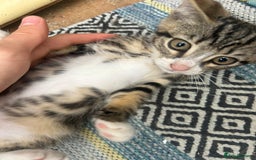 Asian cats for sale: Tabby/ginger kittens  - Image 1