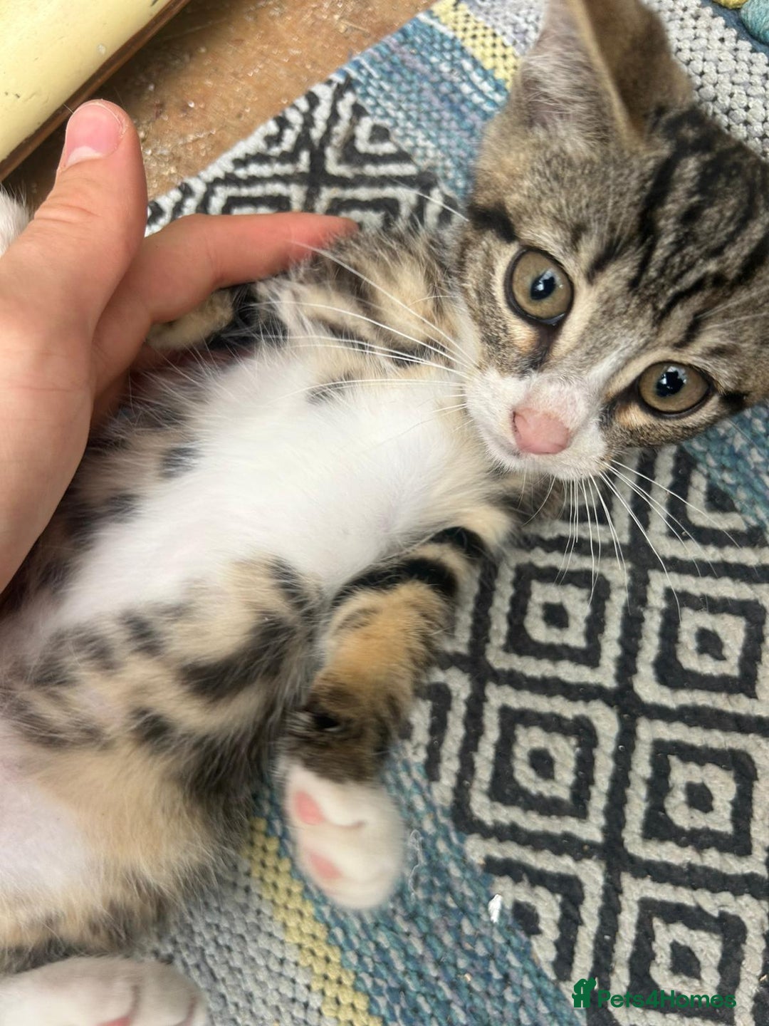 Asian cats for sale: Tabby/ginger kittens  - Image 1