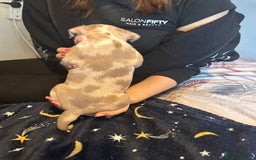 American Bully dogs for sale: ABKC REGISTERED Pocket Exotic/Extreme Bully PUPS! - Image 15