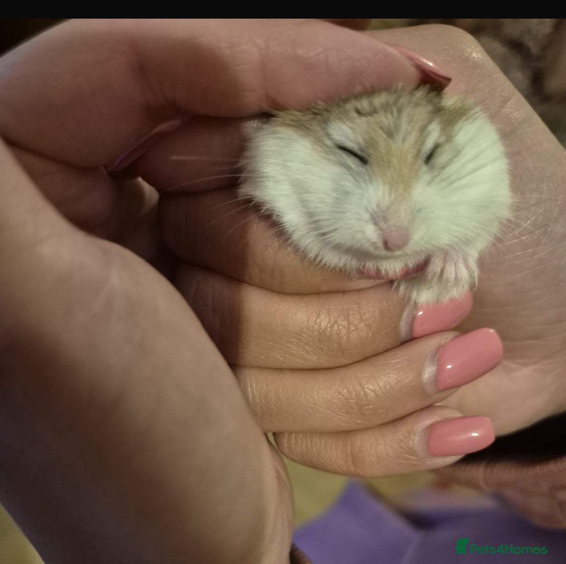 Hamster rodents coconut,hamster  - Advert 3