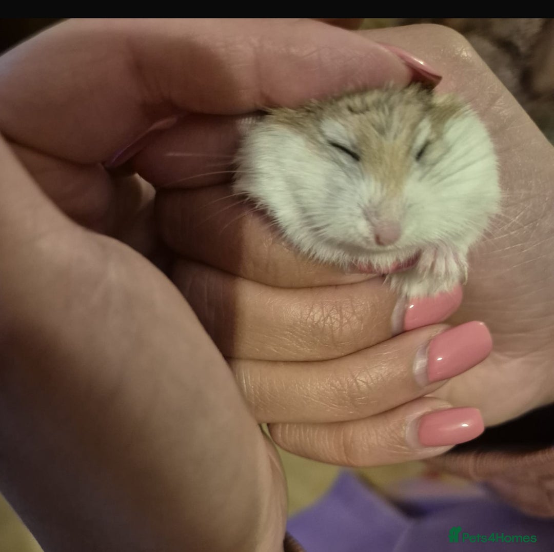 Hamster rodents for sale: coconut,hamster  - Advert 1