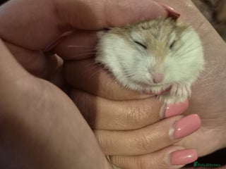 Hamster rodents coconut,hamster - Advert 8