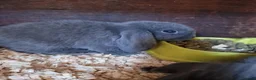 Mini Lop rabbits for sale: Baby Mini Lops - Advert 8