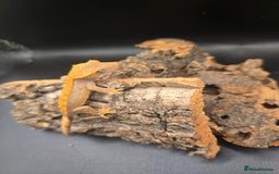 Gecko reptiles for sale: Baby Crested Geckos - Image 1