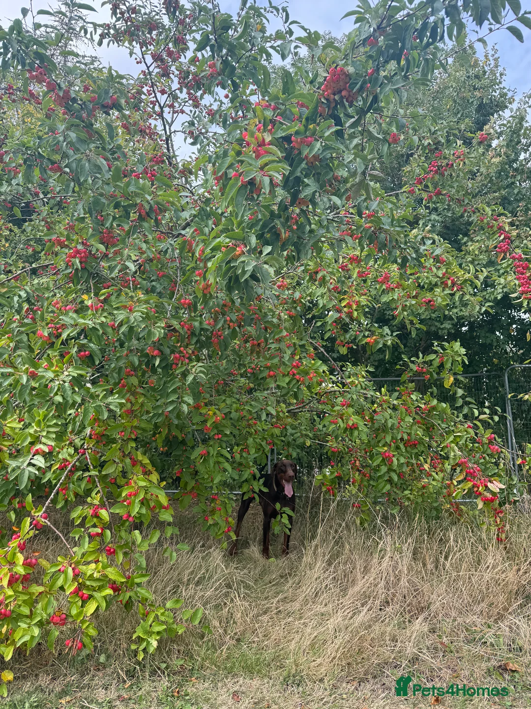 Dobermann dogs for sale: Male Doberman  - Advert 4