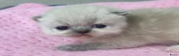 Exotic cats for sale: 3 beautiful quality exotic kittens - Advert 11