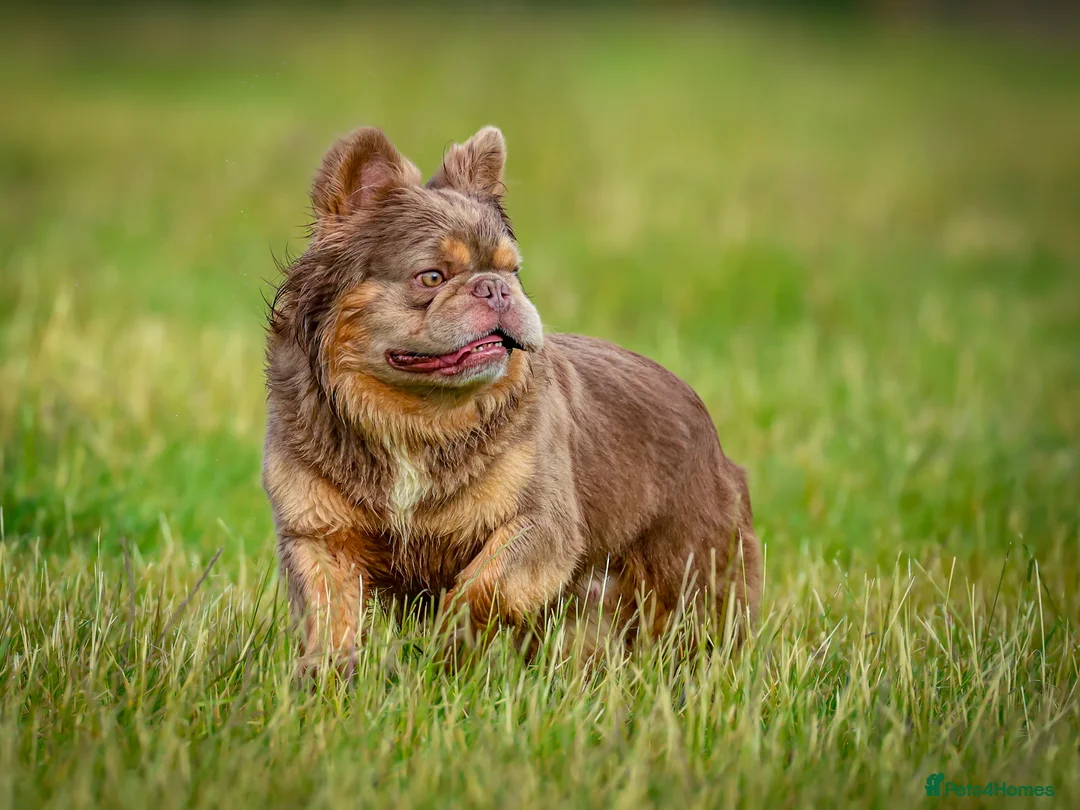 French Bulldog dogs for stud: NEWSHADE ISABELLA FLUFFY STUD - Advert 2