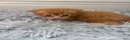 Mixed Breed cats for sale: Kittens  - Advert 12