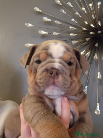 English Bulldog dogs - Advert 1