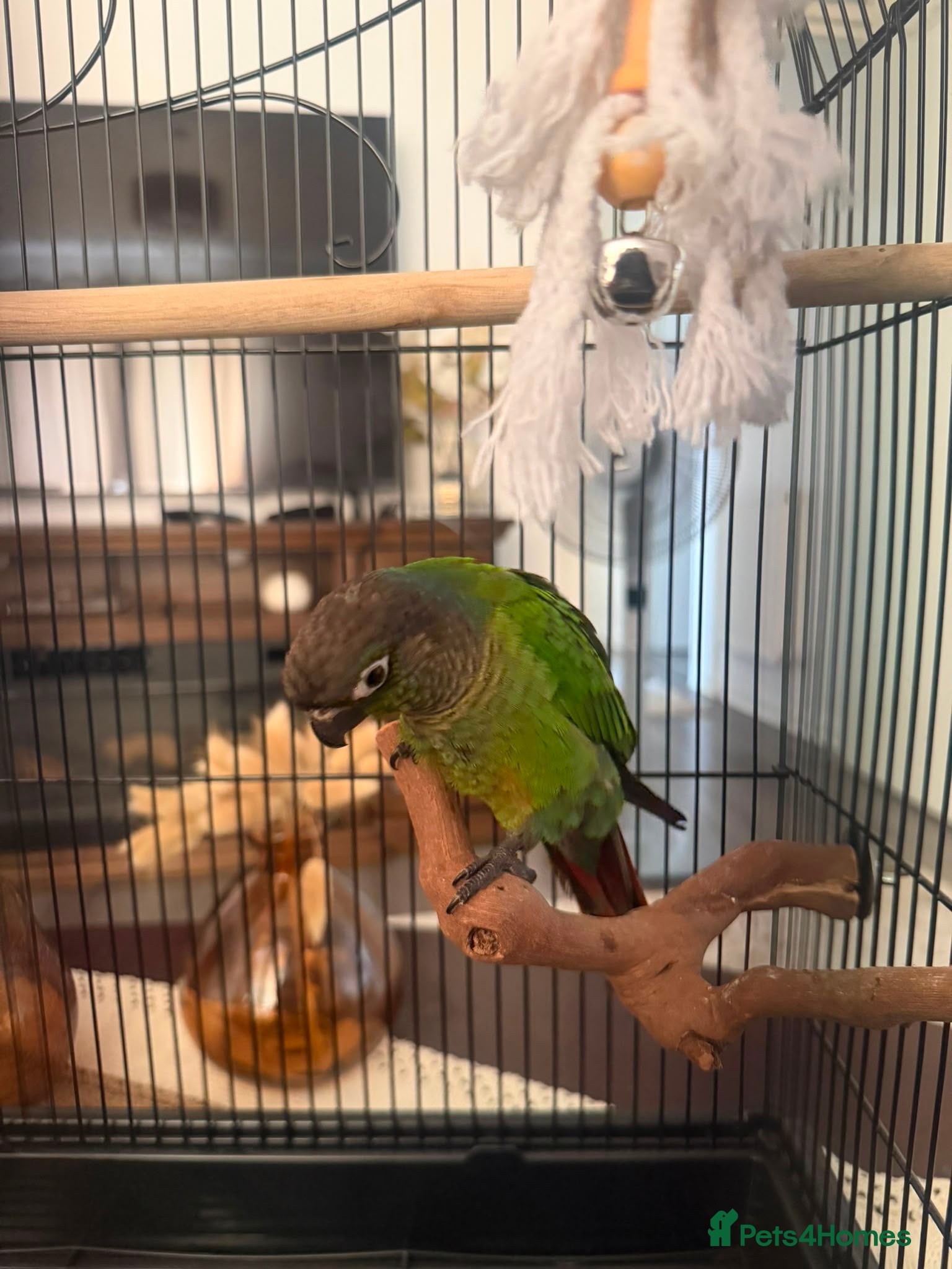 Conures birds Green cheek conure for sale - Advert 1