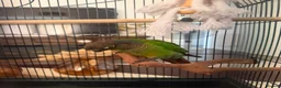 Conures birds for sale: Green cheek conure for sale in Cardiff - Advert 1