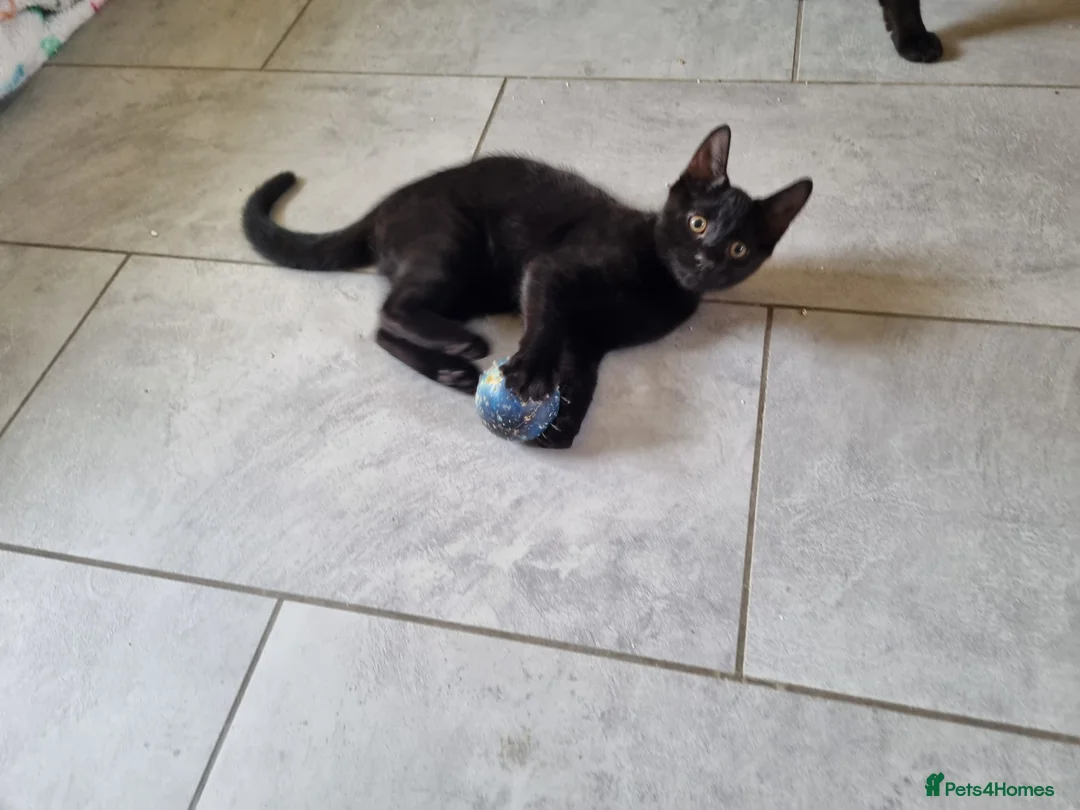 Mixed Breed cats for sale: 4 month beautiful 😍 kittens, ready to go £50.  - Advert 1
