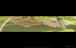 Pomeranian dogs for sale: Pomeranian  - Image 8
