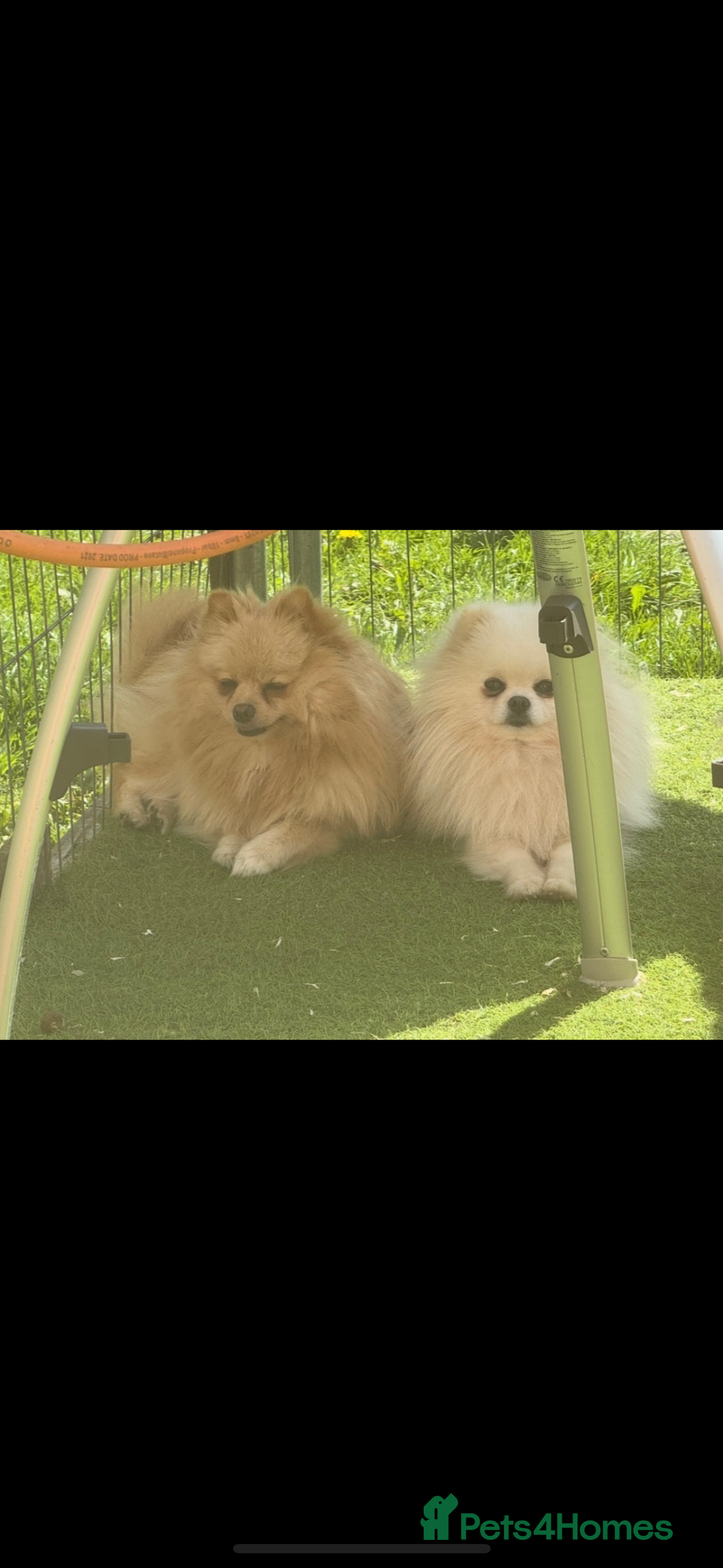 Pomeranian dogs for sale: Pomeranian  - Image 8
